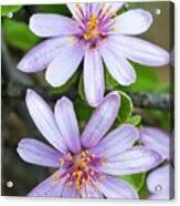 Image result for Grewia retinervis