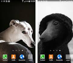 10 downloads | 40 rate. Greyhound Wallpaper Apk Download For Android Latest Version 1 0 Com Sakuragiice Greyhounddogwallpaper