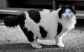 Black persian long hair cats are not popular as pets because of their high maintenance as their coat easily turns pale or of a lighter shade with just a. Adult White And Black Long Coat Cat Hd Wallpaper Wallpaper Flare