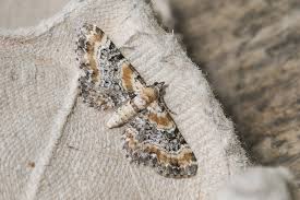 Image result for Eupithecia pulchellata