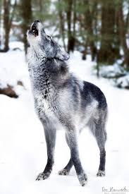 Grey Wolf In The Morning Wolf Dog Wolf Howling Wolf Photos
