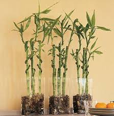Centerpieces Bamboo Centerpieces Lucky Bamboo Lucky Bamboo Plants