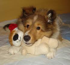 Sheltie nation is the largest community of shetland sheepdogs lovers on the net. Puppy Pillow Pal Sheltie Puppy Pillows Shetland Sheepdog