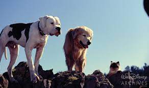 Check spelling or type a new query. Did You Know 8 Incredible Facts About Homeward Bound The Incredible Journey D23