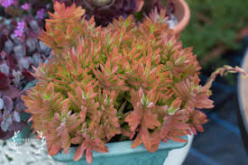 Image result for Crassula capitella