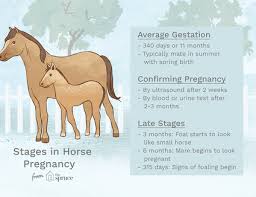 Comparing Horse To Human Age