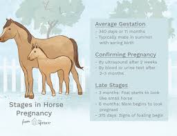 comparing horse to human age