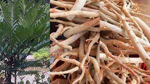 1 yang minum, 2 yang menikmati, 2 yang minum makin asyik.! produk terjamin mutu! Bahaya Minum Tongkat Ali Sal Kaa