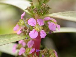 Image result for Ammannia baccifera