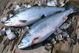 Ikan tongkol berasal dari jenis ikan scombried (ikan pelagis) yang hidup membentuk gerombolan. 8 Jenis Ikan Yang Tidak Boleh Dikonsumsi Sebarkan Org