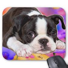 Black And White Boston Terrier Black And White Boston Terrier Mousepad Zazzle Com In 2020 Boston Terrier Boston Terrier Puppy Boston Terrier Funny