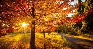 These Are The Best Places To See Autumn Leaves In And Around Sydney | Urban List Sydney