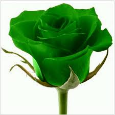 ছাএলীগ ভক্ত সিয়াম is on facebook. Green Rose Flower Seeds Prijs 2 50