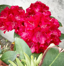 Rhododendrons In Ketchikan Alaska Flowers Plants Rose