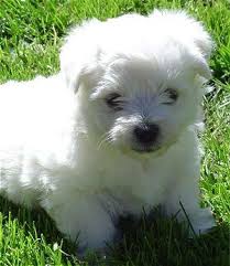 Black Bichon Frise Puppy Pin By Kelsey Wolf On House Kittens And Puppies Bichon Frise Puppy Cute Baby Animals