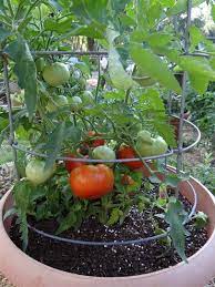 How To Grow Tomatoes In Hot Weather Bonnie Plants Cultiver Des Tomates Conseils De Jardinage Jardinage