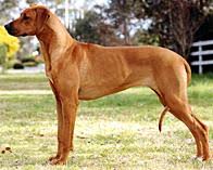 Find rhodesian ridgeback puppies for sale or stud service near you using your zip code or postal code. Breed Profile