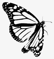 Download free butterfly outline png with transparent background. Free Butterfly Outline Clip Art With No Background Clipartkey