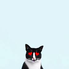 Enojo Cheet Cute Cats Cats Cat Background