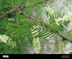 Image result for Tinnea zambesiaca