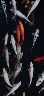 Fish wallpapers hd fish wallpaper best c pictures piczoa cute fish wallpaper 1680×1260. Koi Fish Iphone Wallpapers Top Free Koi Fish Iphone Backgrounds Wallpaperaccess