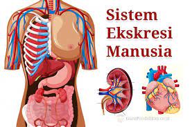 We did not find results for: Sistem Ekskresi Pada Manusia Ginjal Kulit Paru Paru Hati