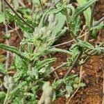 Image result for Gutenbergia rueppellii