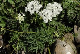 Image result for Oenanthe