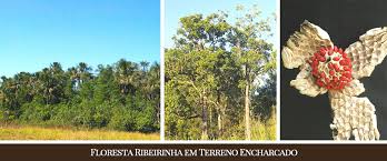 Image result for Metteniusaceae