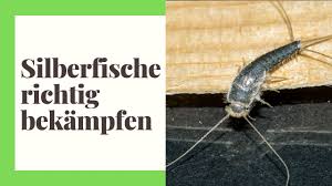 Aber wie bekämpft man silberfische in der wohnung? Silberfische Bekampfen So Werden Sie Silberfischchen Ganz Einfach Los Praktische Tipps Youtube