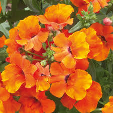All about flowers flower names descriptions with pictures. Pictures Of Orange Flowers With Names
