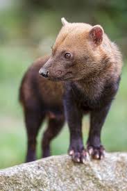 Bush Dog Looking At The Side Animals Beautiful Animals Wild Unusual Animals