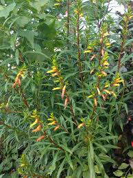 Image result for Cuphea micropetala