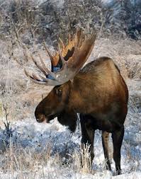 Moose Got To See Moose In The Wild Moose Pictures Moose Hunting Moose Pics