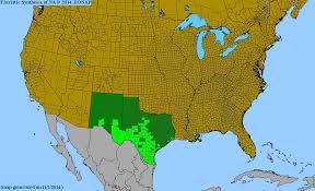 Image result for Justicia sp. A cf. engleriana