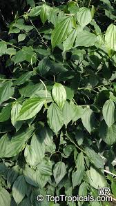 Image result for Piper capense