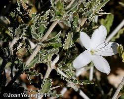 Image result for Barleria rigida