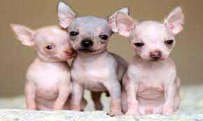 Cachorros De Chihuahua Sin Pelo Diferentes Razas De Perros Razas De Perros Cachorros