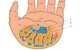 Image result for Hamate Bone