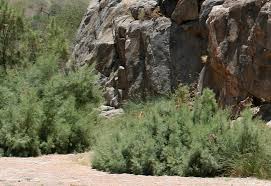 Image result for Tamarix usneoides