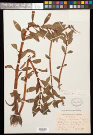 Image result for Bergia capensis