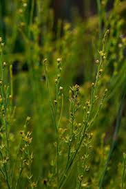 Image result for Thesium goetzeanum