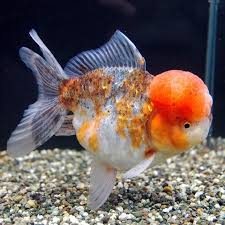 The goldfish are really hungry that's why they are in the right. Oranda Goldfish Oranda Goldfish Tumblr Goldfish Betta Koi Arowana Oranda Goldfish Goldfish Goldfish Tank