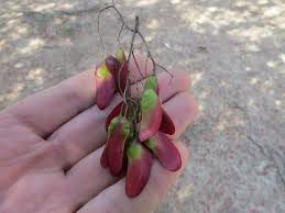 Image result for Schinopsis