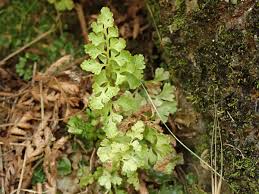 Image result for Anogramma leptophylla
