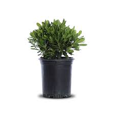 Maybe you would like to learn more about one of these? Wheeler S Dwarf Japanese Mock Orange Landscape Plant Source Landscape Plant Source
