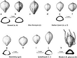 Image result for Bolboschoenus glaucus