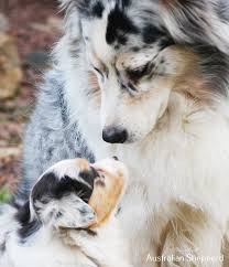 Black And Tan Australian Shepherd Puppy Australian Shepherd Black Blue Eyes In 2020 Aussie Dogs Aussie Puppies Dogs