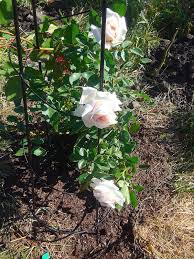 Honeymoon Climber Garden Plants Rose Garden