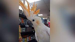 Our online bird store offers you only the best exotic bird foods, harrisons bird foods, goldenfeast, volkman totally organics, zupreem, roudybush, and toys from super bird creations, caitec, as well as our own creations from the birdsafe store workshop. Thieves Snatch Pair Of 2 000 Exotic Birds From Pet Store Abc News